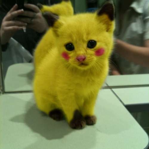 Things We Need: Pikachu Kitten
