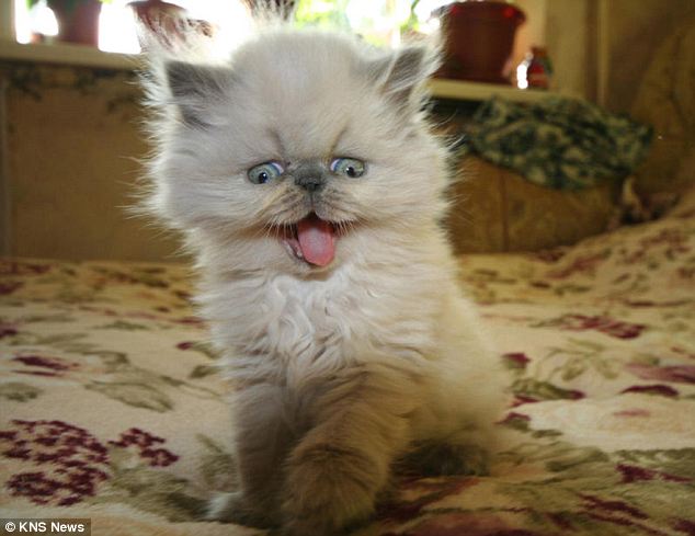 cutest cat ever, ksyusha houdini cat