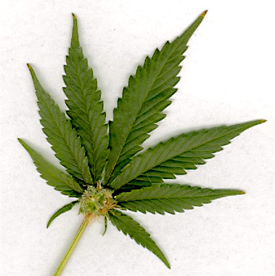 marijuana-leaf, medical marijuana montana, cash, 2 year old, cancer