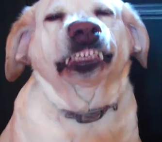 Guiltiest Dog In The World denver, kitty treats, funny animals