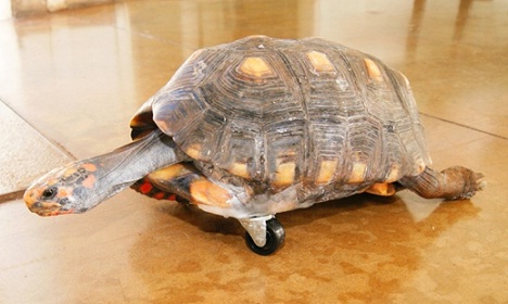 Three Legged Tortoise Gets a Wheel