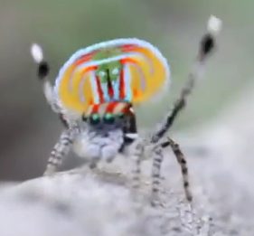 Meet the Gayest Spider Ever
