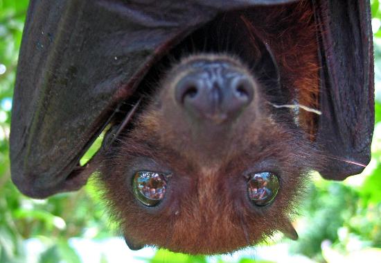 Fruit Bat BJ’s Make the Loving Last Longer