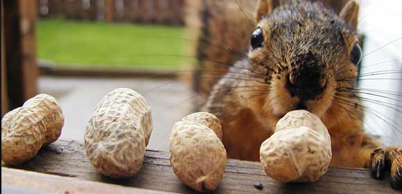 VIDEO: Everything You’ve Ever Wanted To Know About Testicles