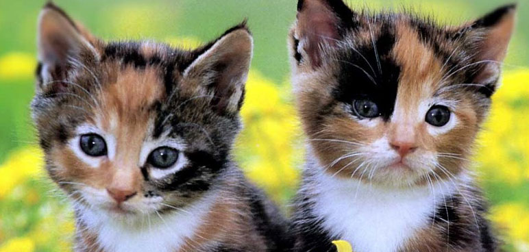 Drug of the Week: Meow Meow
