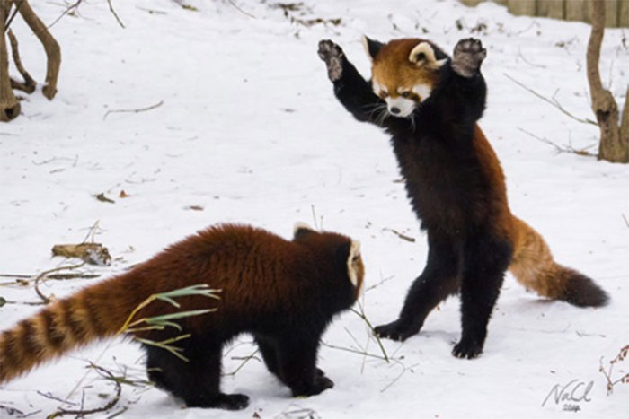 red panda, cute, furry, animal, extinct, wild, dog, raccoon