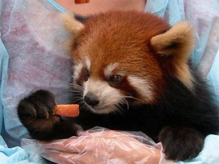 red panda, cute, furry, animal, extinct, wild, dog, raccoon