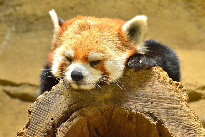 red panda, cute, furry, animal, extinct, wild, dog, raccoon