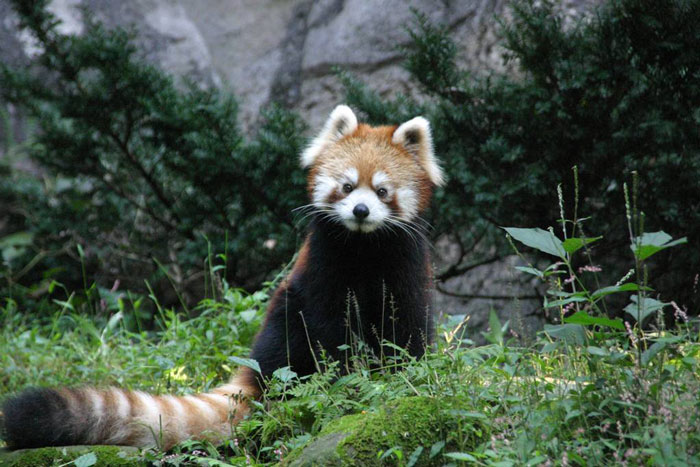 red panda, cute, furry, animal, extinct, wild, dog, raccoon