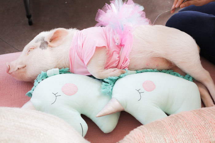 Amina Mucciolo, the Tassel Fairy, Tassel Fairy Chronicles , Elle Lauren photography, unicorn pig, piglet