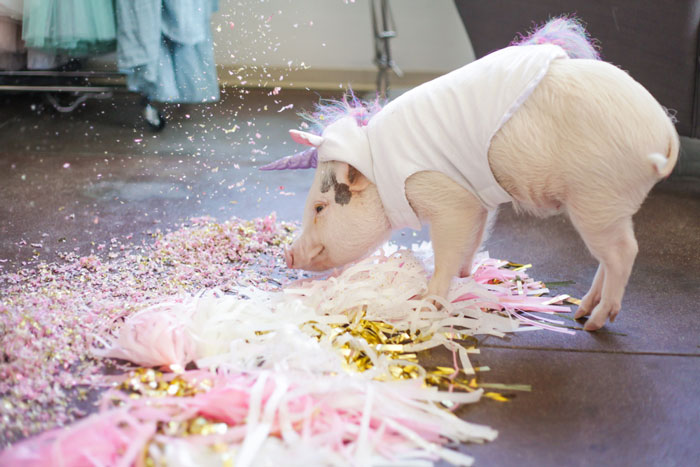 Amina Mucciolo, the Tassel Fairy, Tassel Fairy Chronicles , Elle Lauren photography, unicorn pig, piglet