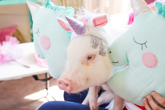 Amina Mucciolo, the Tassel Fairy, Tassel Fairy Chronicles , Elle Lauren photography, unicorn pig, piglet