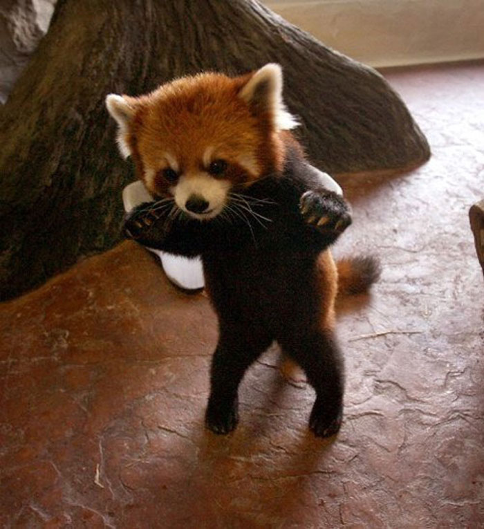 red panda, cute, furry, animal, extinct, wild, dog, raccoon