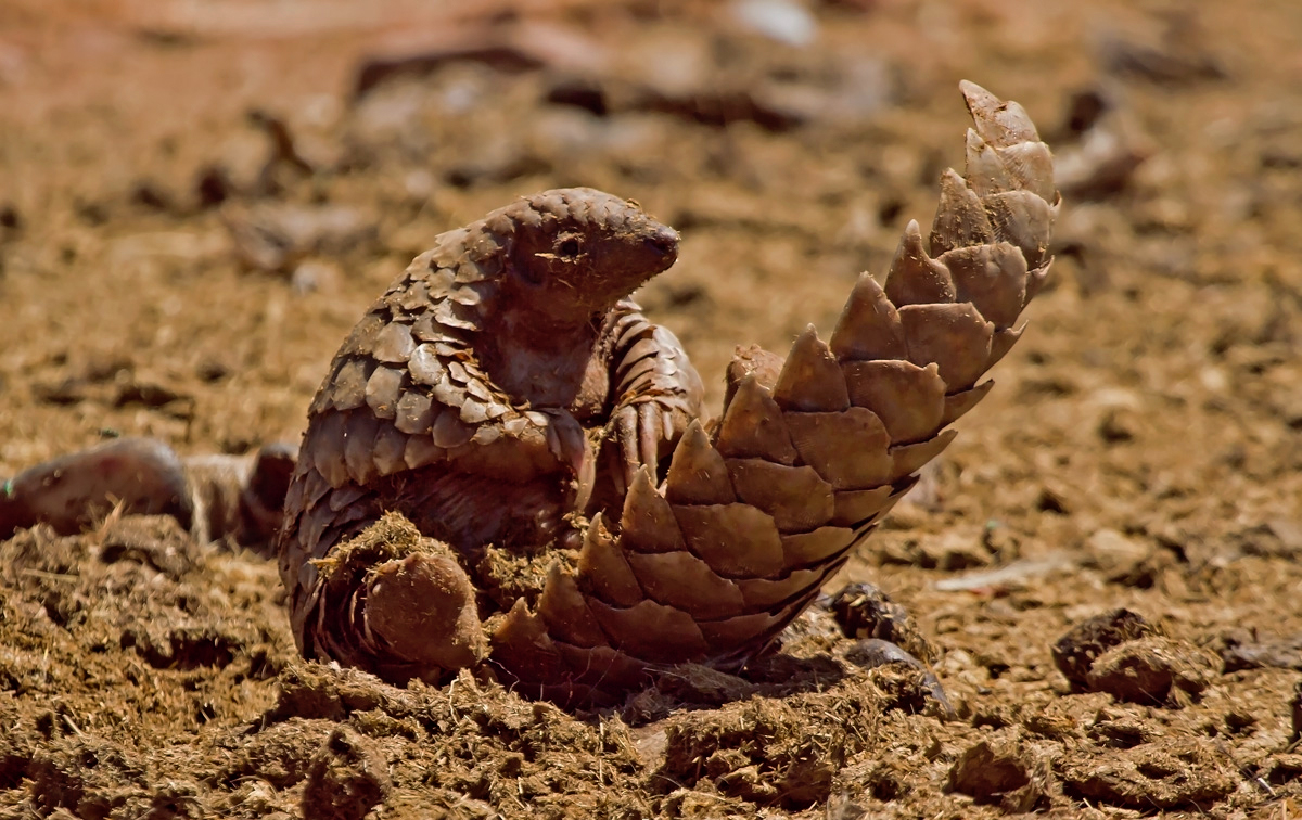 pangolin, endangered, adorable, critically endangered