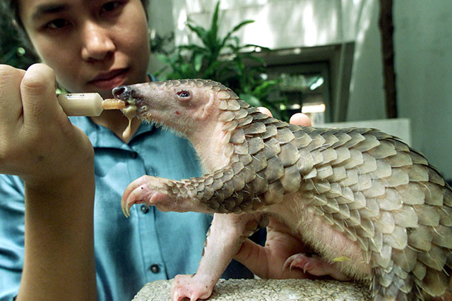 pangolin, endangered, adorable, critically endangered