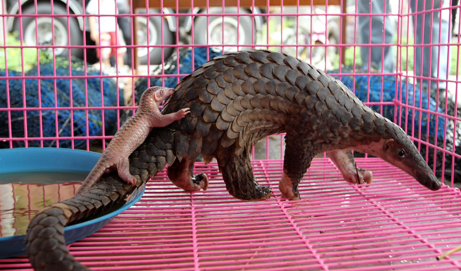 blog gay : Un nouveau-né pangolin avec sa mère