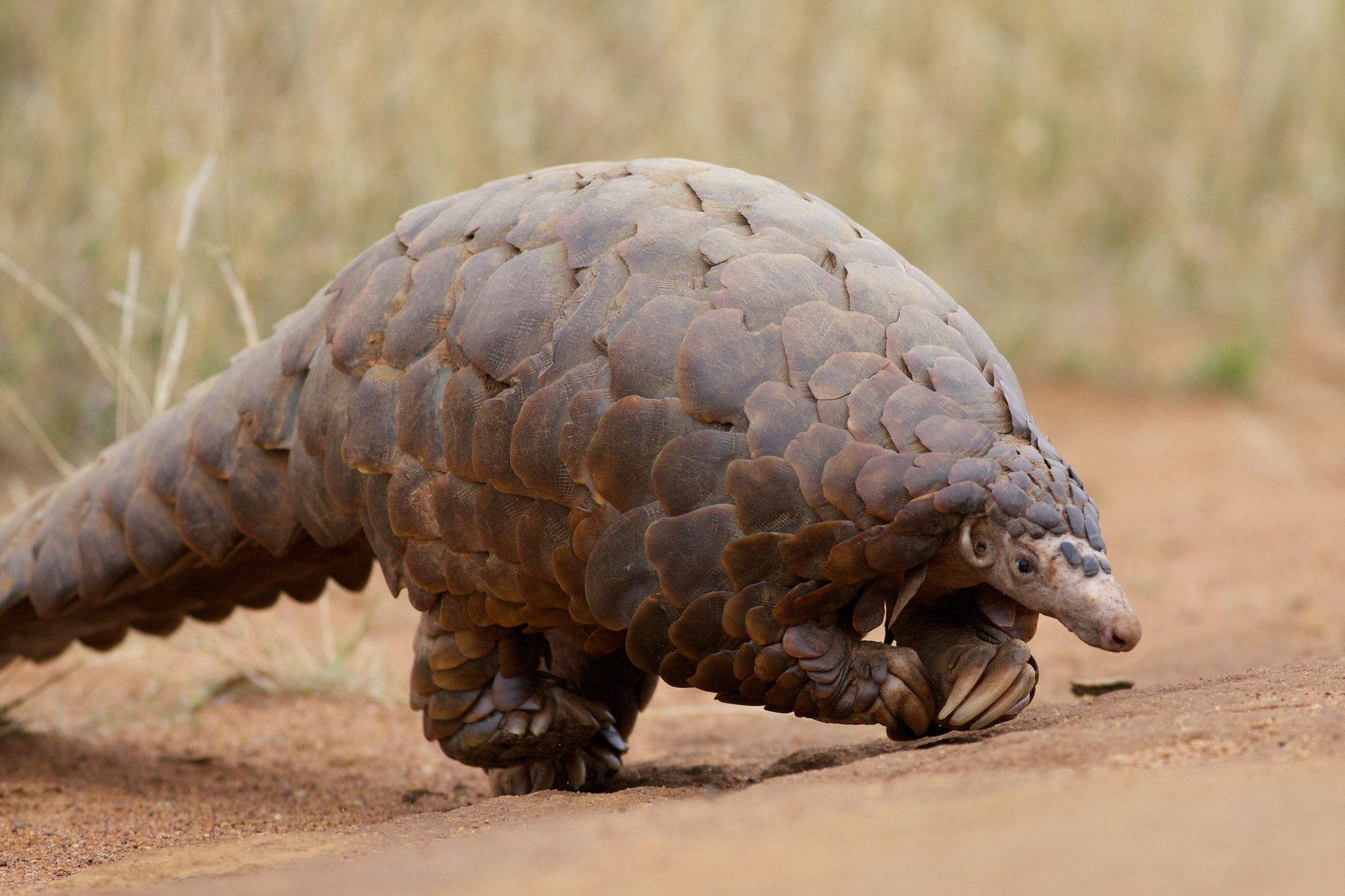 pangolin, endangered, adorable, critically endangered