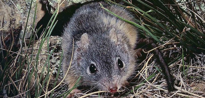Adorably Tiny Marsupial Brings New Meaning To “Le Petite Morte”