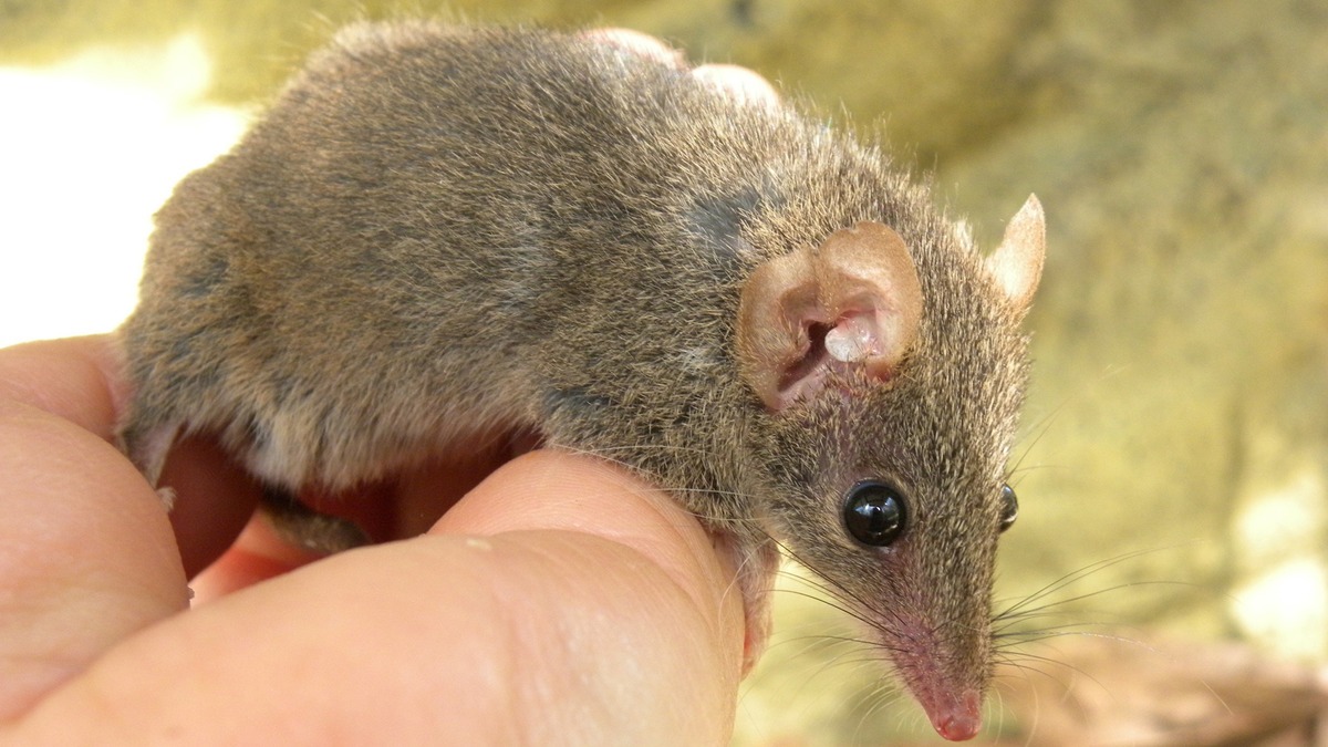 pouched mouse, orgy, mating, endangered