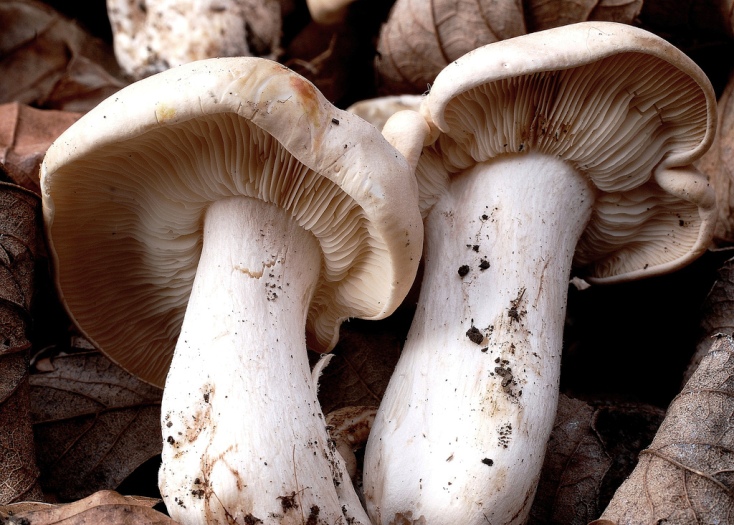Can This Man And His Mushrooms Stop Monsanto?