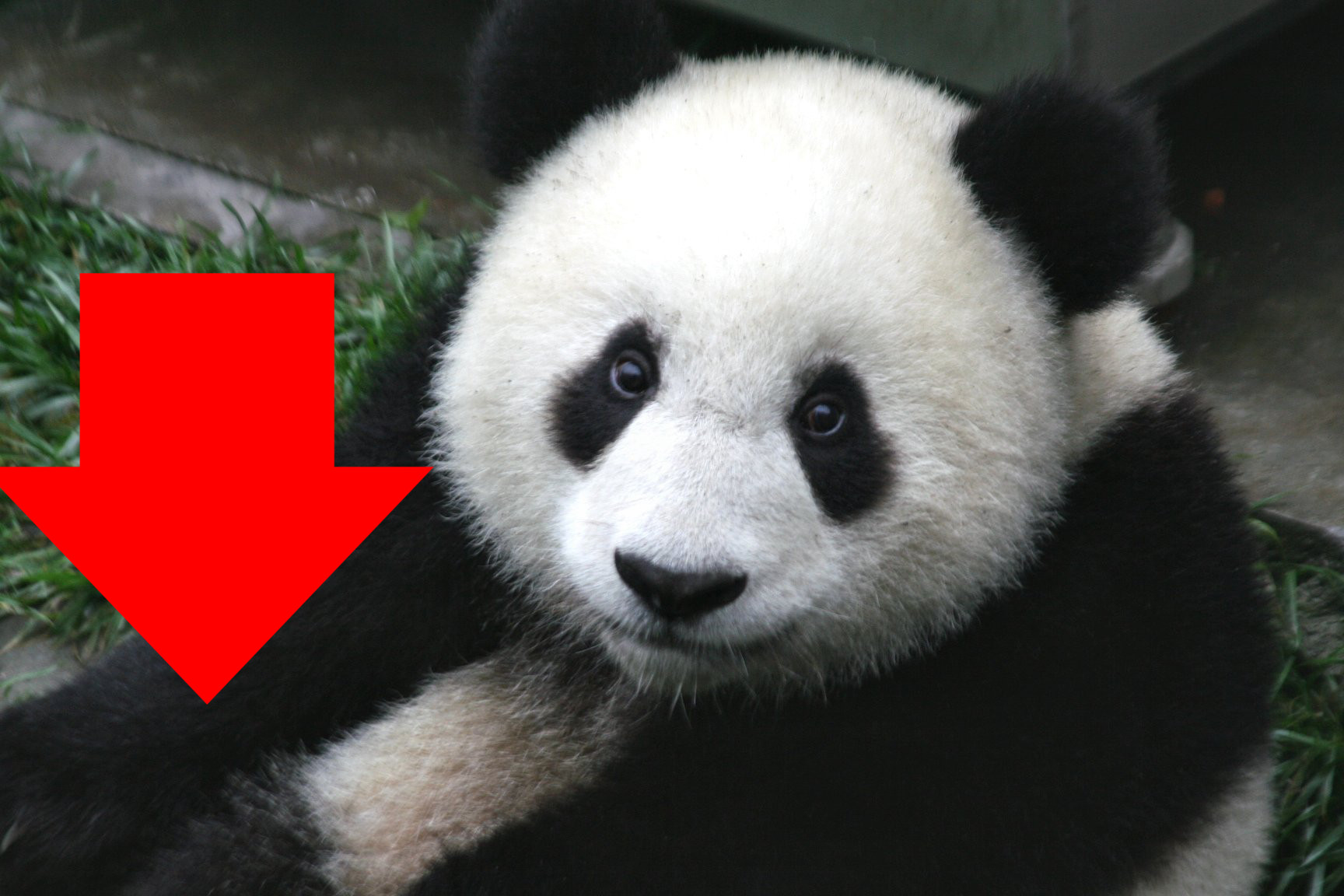 China’s Stock Market Plummet (Explained With Adorable Panda Videos!)