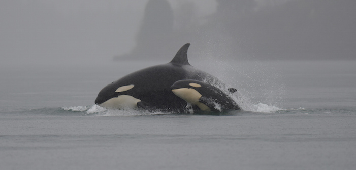 How Long Do Wild Orcas Live? Here’s One That’s 103 Years Old!