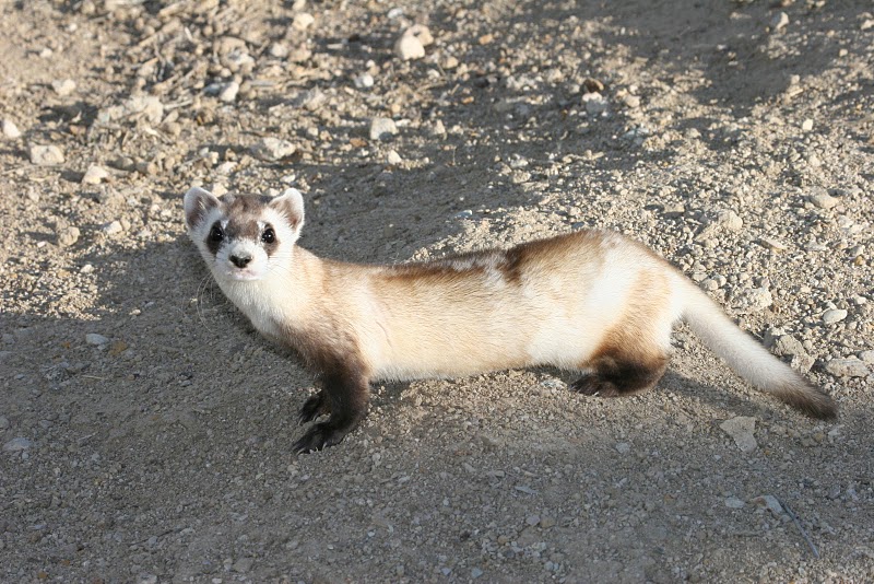 PHOTOS: Black-Footed Ferrets Are Loveable Weasels