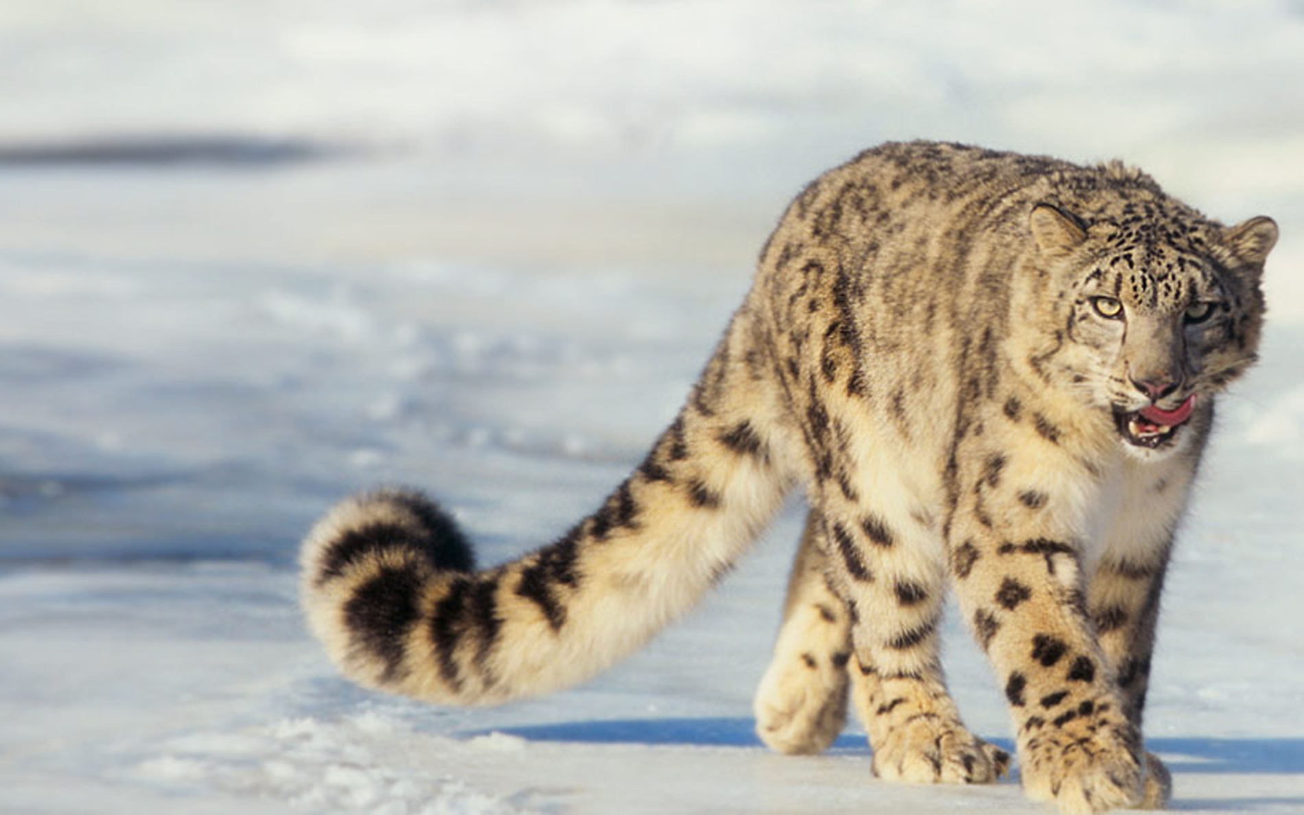 snow leopard, endangered, cute, aww