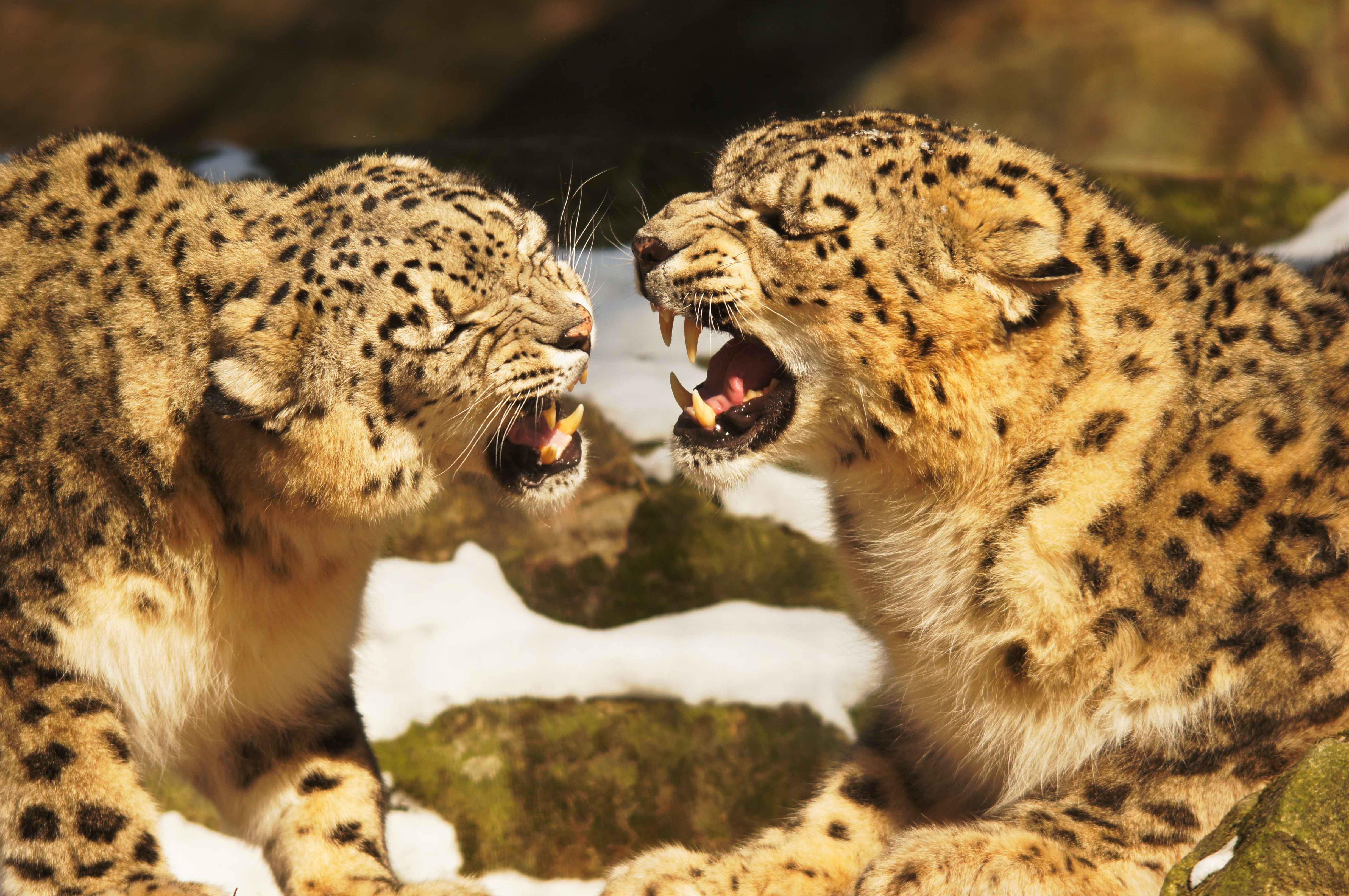 snow leopards, adorable, endangered, cute