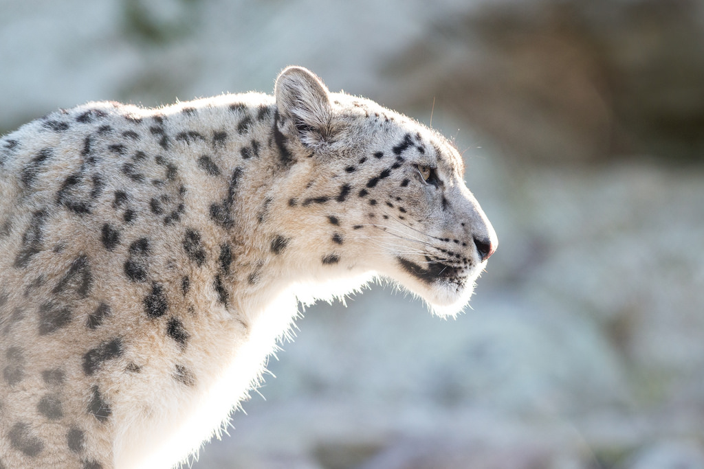 snow leopard, aww, fluffy, endangered