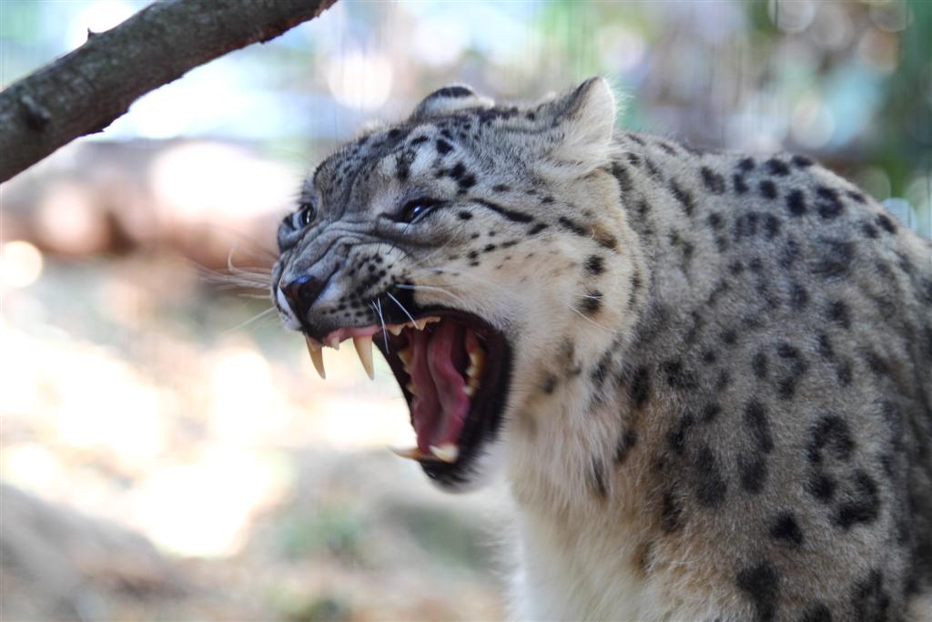 snow leopard, aww, fluffy, endangered