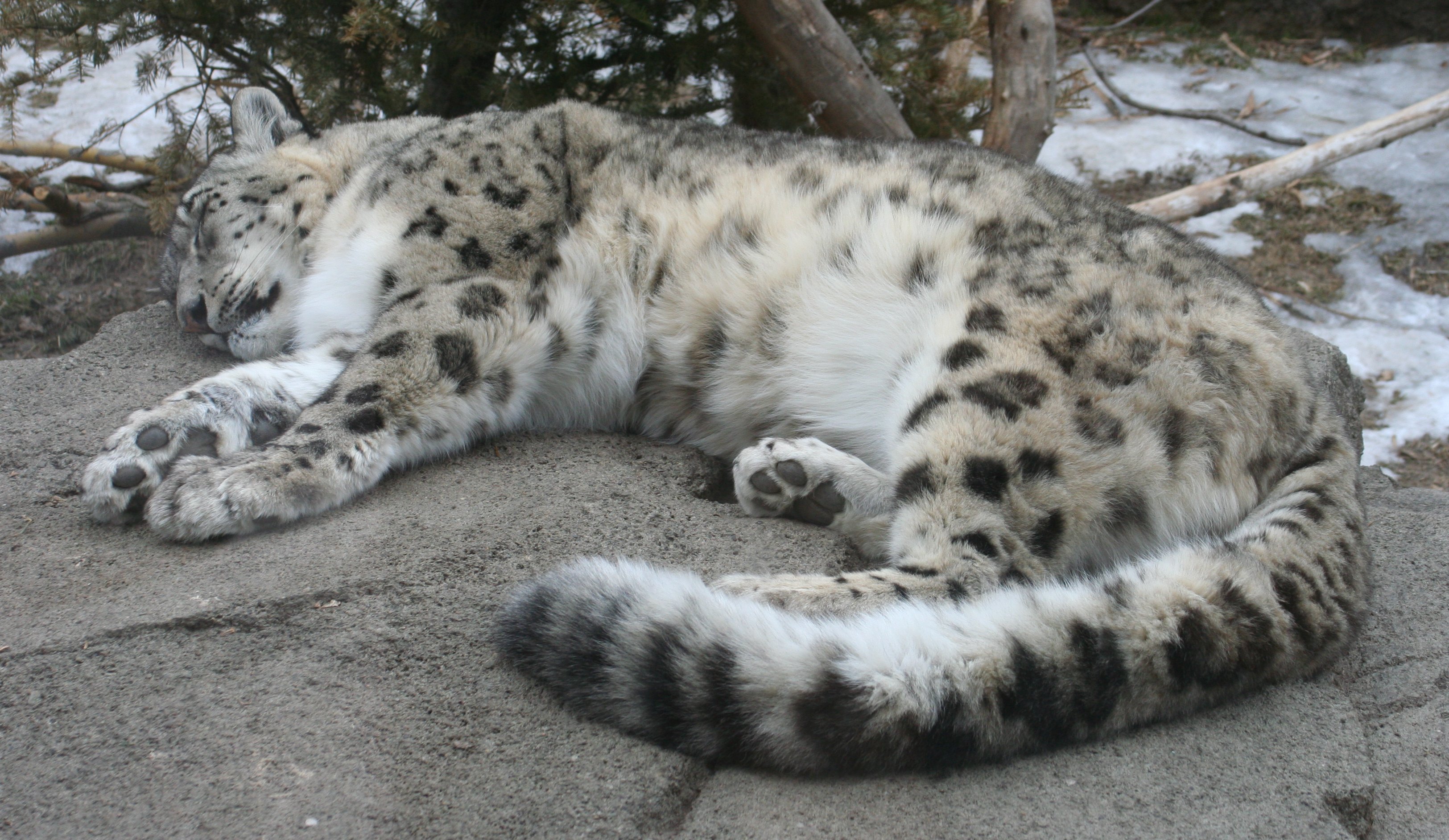 snow leopard, aww, fluffy, endangered
