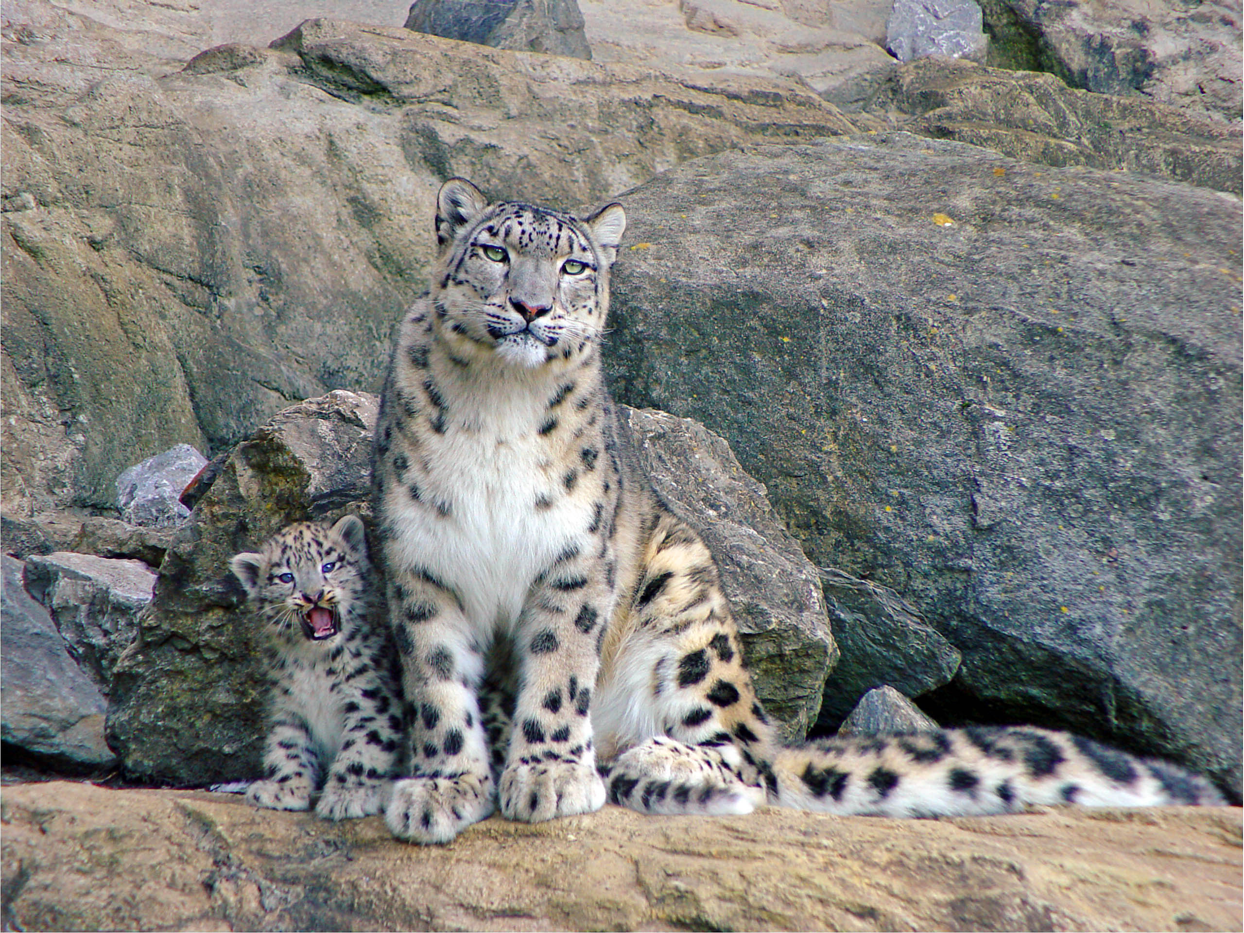 mom and cub