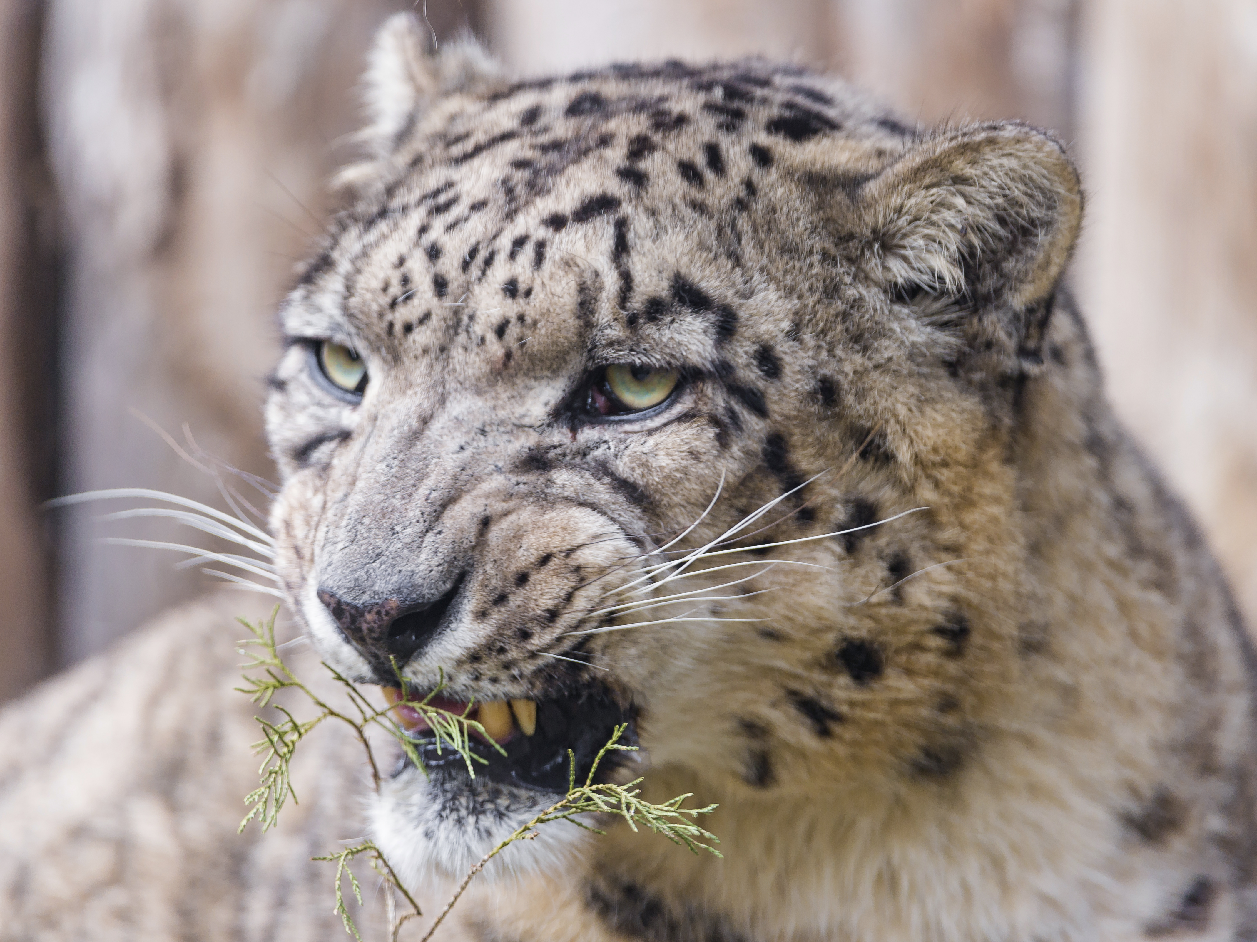 snarling