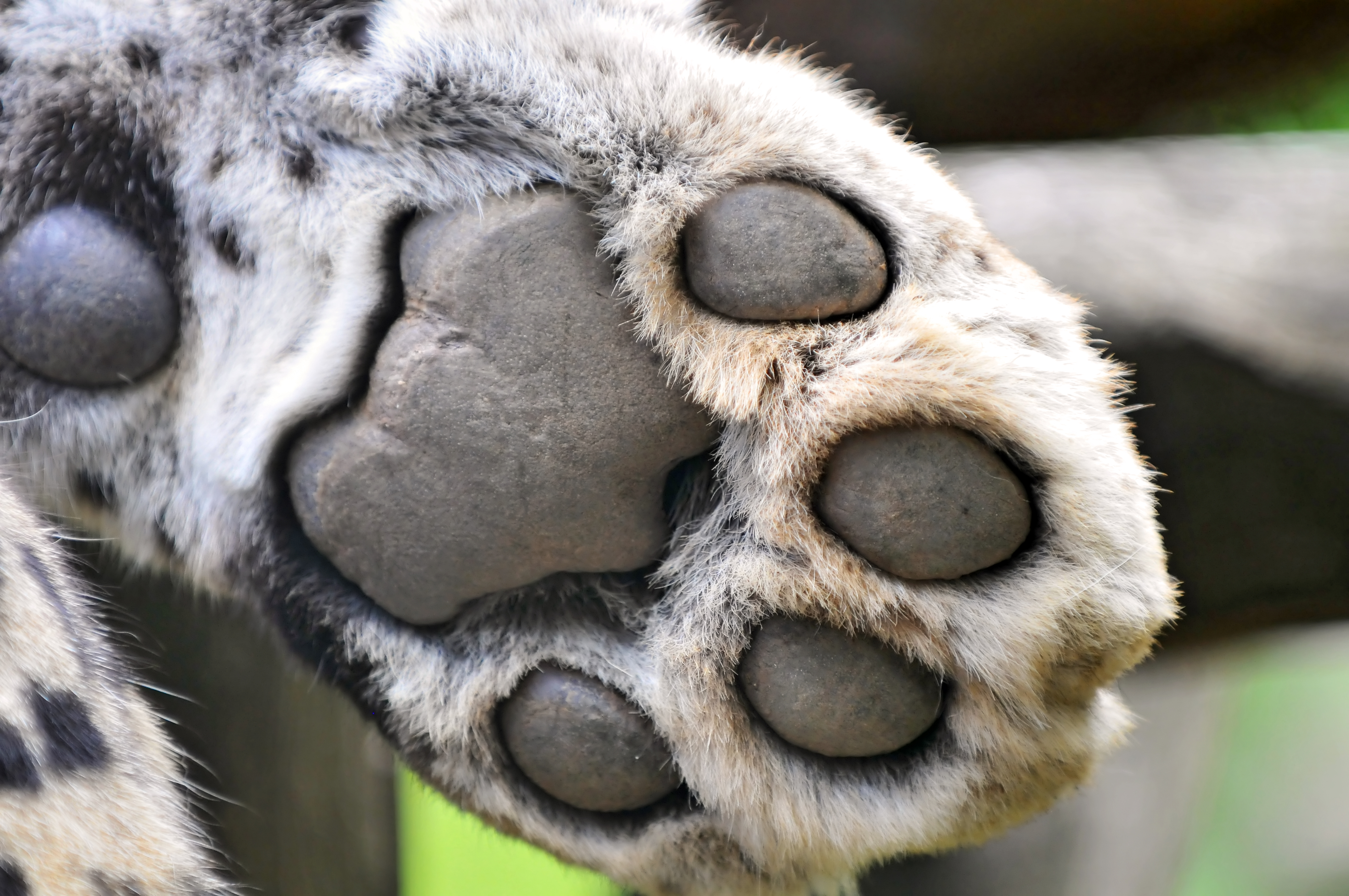 snowshoe paw