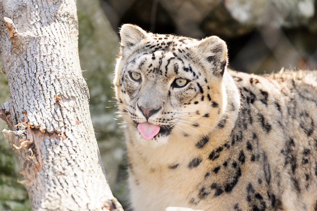 tongue