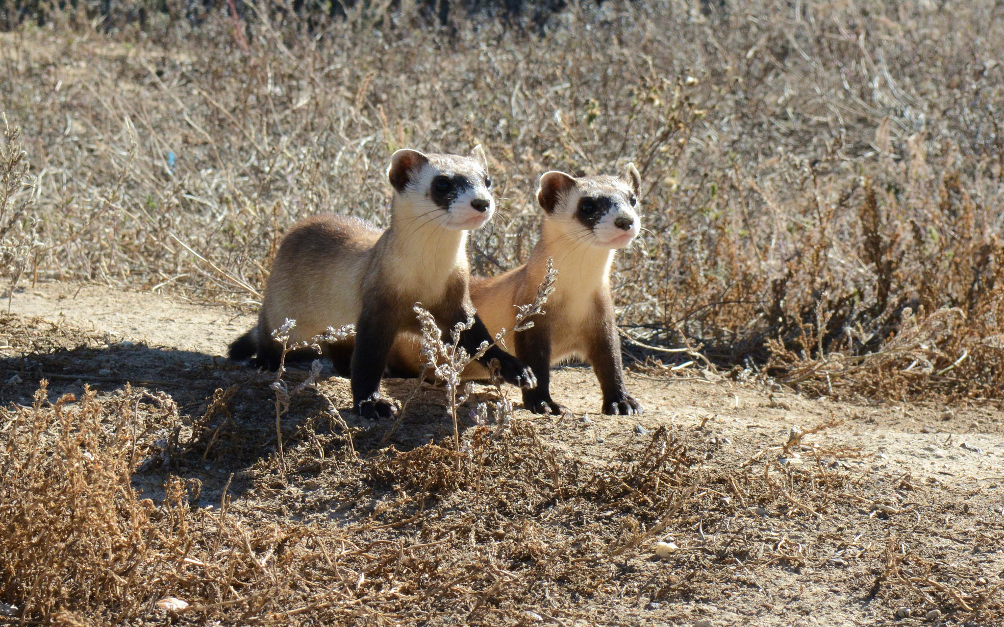 Black-Footed Ferrets, Weasels, Endangered