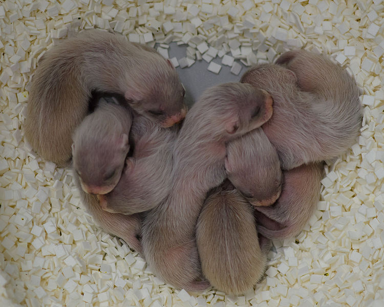 Black-Footed Ferrets, Weasels, Endangered