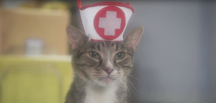 VIDEO: Catty Nurses Highlight A-meow-zing New Feline Soap Opera