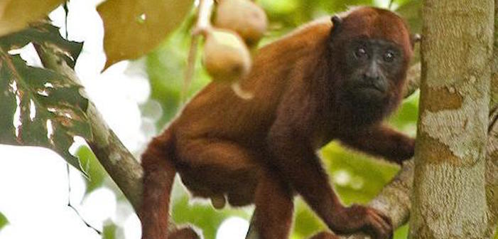 PICS: Twitter Zoologists Are Having A #JunkOff Sharing Their Favorite Animal Dicks