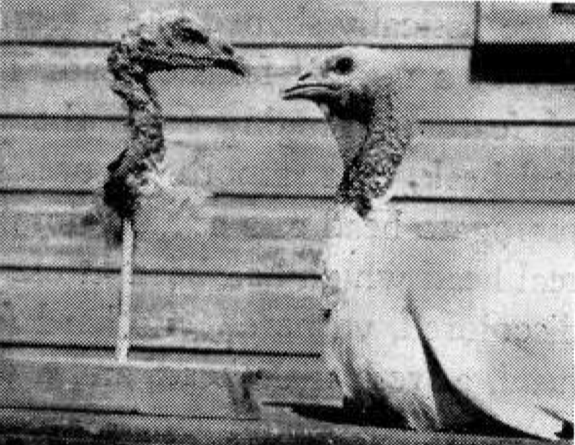 Female turkey looking at the severed head of a different female turkey.