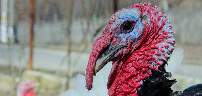 The Unicorn Booty Guide To Turkey Fucking