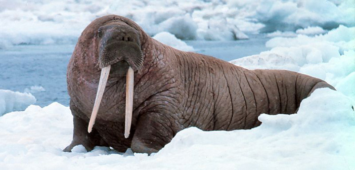 PICS: Hail To Thee, Noble Baculum: 10 Facts About The Penis Bone