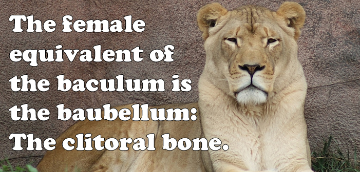 lion, clitoris, baculum, baubellum