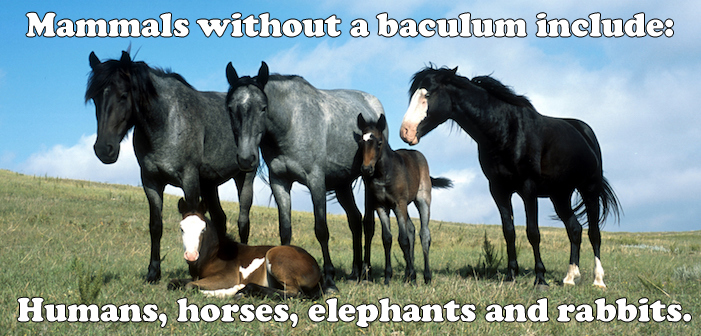 horses, baculum, penis bone, humans