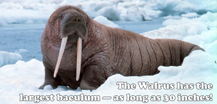 walrus, longest baculum, baculum, penis bone, weird facts