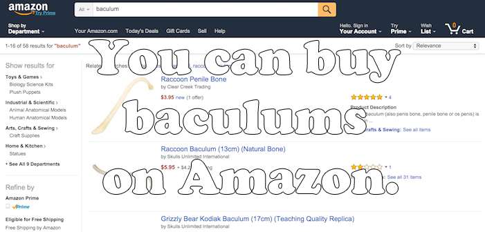 amazon, baculum, penis bone, weird facts, sex