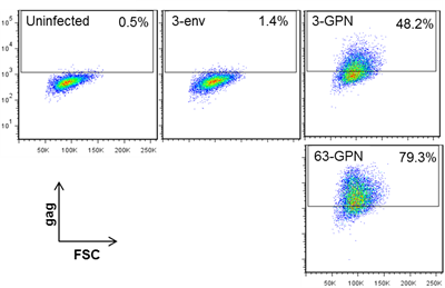 Chimp adenovirus vaccine vectors were engineered to express the artificial HIV protein, GPN.