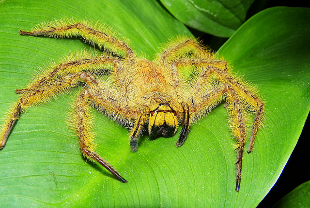 spider
