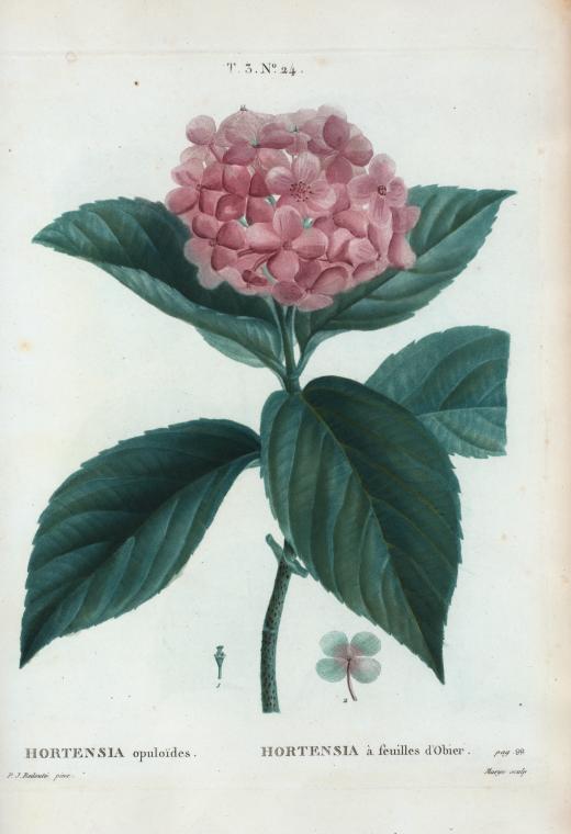 Hortensia, from the collection of French flowers